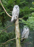 Natur- und Wildpark Buchenberg